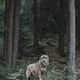 Der Wolf lässt die Ramsau nicht zur Ruhe kommen