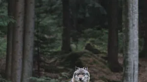 Der Wolf lässt die Ramsau nicht zur Ruhe kommen