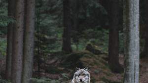 Der Wolf lässt die Ramsau nicht zur Ruhe kommen
