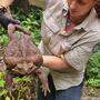 Das Exemplar einer &quot;Cane Toad&quot; wiegt 2,7 Kilo und damit mehr als so manches neugeborene Baby.
