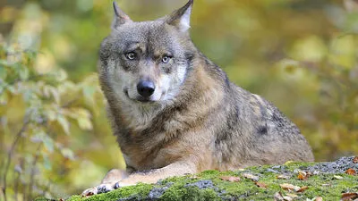 Immer öfter werden Wölfe im Lavant- und Görtschitztal gesichtet (Symbolfoto)