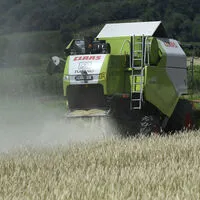 Nach hohen Anbaukosten brechen für die heimischen Bauern jetzt die Getreidepreise ein