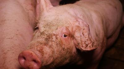 Bei dem Schweinemastbetrieb handelte es sich um einen AMA-Gütesiegel-Betrieb (Sujetbild)