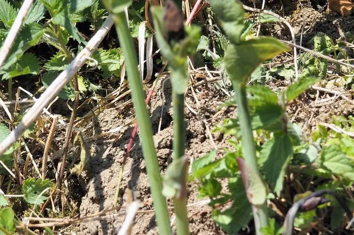 Hier konnte das Osterluzei-Vorkommen gesichert werden. Diese Pflanze ist das einzige Nahrungsmittel, das die Raupe des Osterluzeifalters zu sich nimmt.