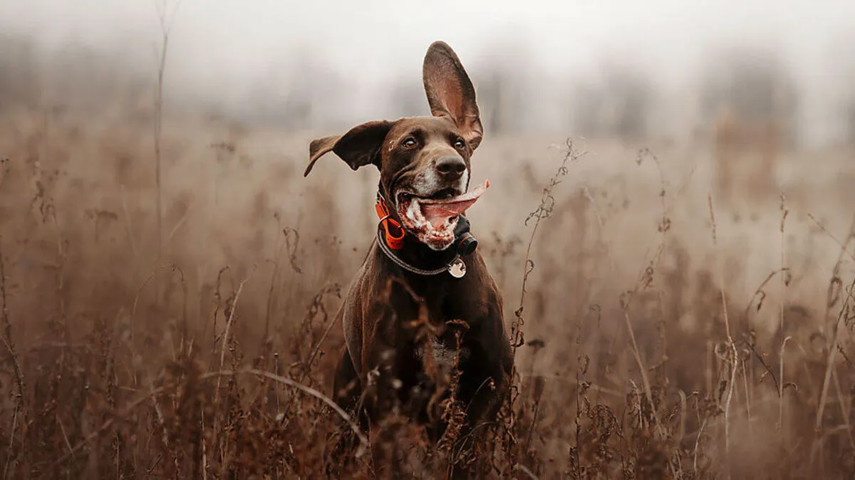 Zusätzlich zum Halsband tragen immer mehr Hunde beim Spazierengehen einen Tracker