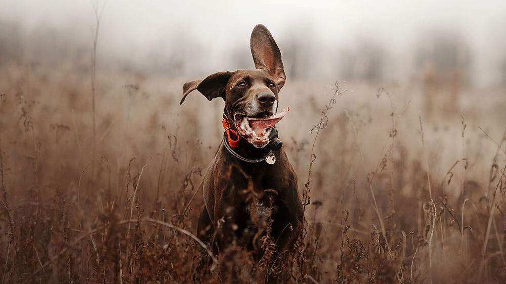 Zusätzlich zum Halsband tragen immer mehr Hunde beim Spazierengehen einen Tracker