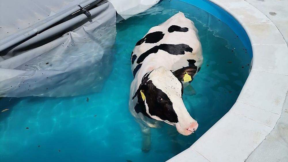 Die in den Pool gestürzte Kuh