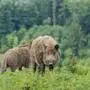 Wildschweine am Waldesrand