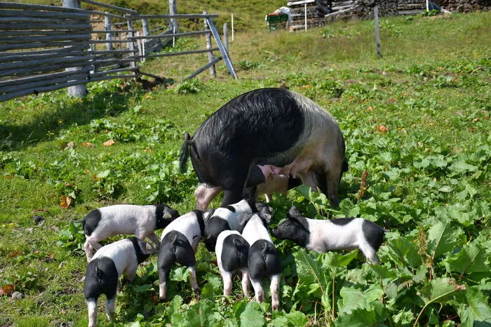 Auf der Alm haben die Schwäbisch-Hällschen Schweine ein artgerechtes Leben.