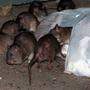 Ratten sorgen für Ekel auf einem Autobahnrastplatz (Sujetfoto) 
