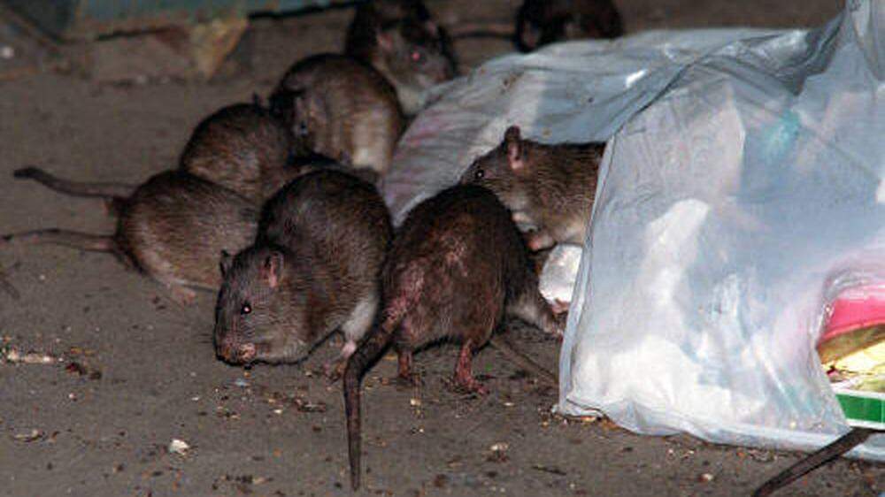 Ratten sorgen für Ekel auf einem Autobahnrastplatz (Sujetfoto) 