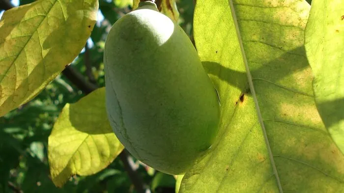 Die Indianerbanane (Asimina triloba), ein Annonengewächs, wird bis zu fünf Meter hoch. Die Früchte sind länglich-eiförmig, grün bis gelb und essbar. Sie schmecken nach einer Mischung aus Banane, Mango und Melone, können roh ausgelöffelt werden und zu vielerlei verarbeitet werden, sind aber nicht lagerbar.