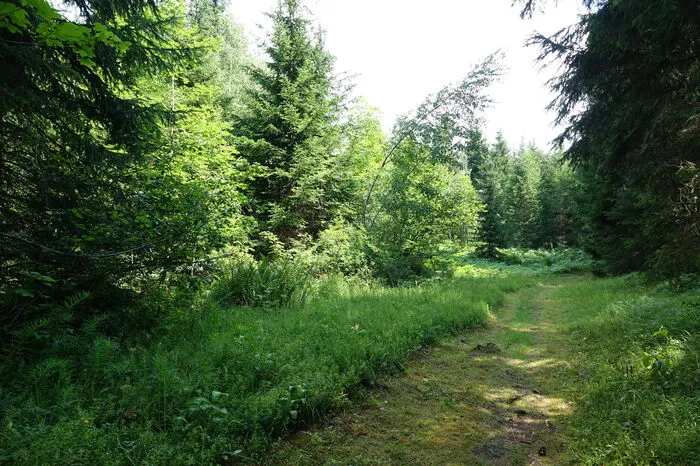 Am oberen Ende des Grundstückes führt ein Wanderweg vorbei