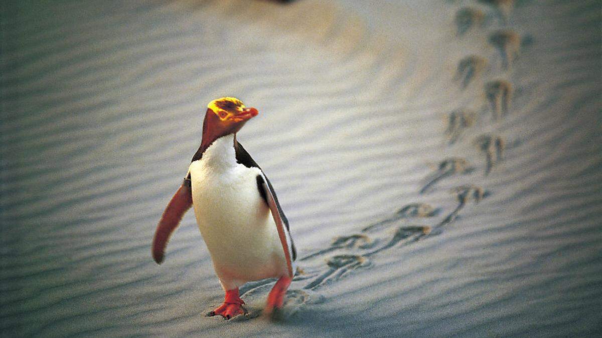 Auch der neuseeländische Gelbaugenpinguin hat mit erschwerter Nahrungssuche zu kämpfen. 