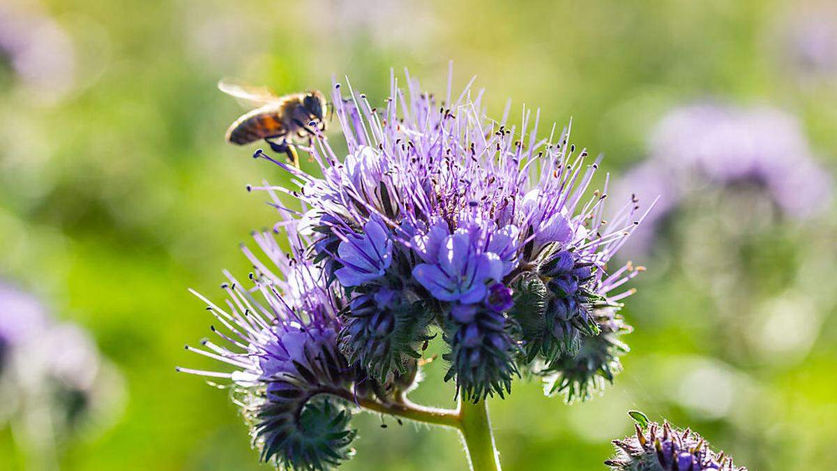 Bienen gehören besonders geschützt 