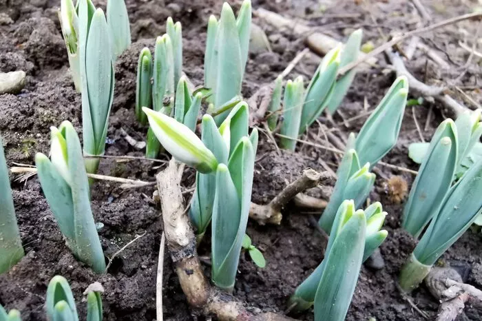 "Erste Frühlingsboten in unserem Garten in Bodensdorf!", schreibt Doris Eigner.