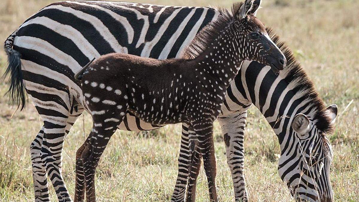 Grund für die außergewöhnlich Fellzeichnung ist eine Melanin-Störung