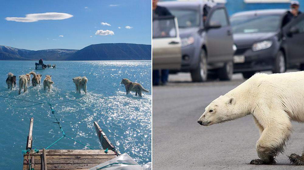 Schlittenhunde laufen in Grönland über schmelzendes Meereis - Ein Eisbär irrt im sibirischen Norilsk umher