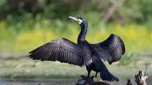 Ob der Kormoran für den schlechten Fischbestand verantwortlich ist, möchte man im Zuge des EU-Forschungsprojektes entlang der Oberen Drau herausfinden