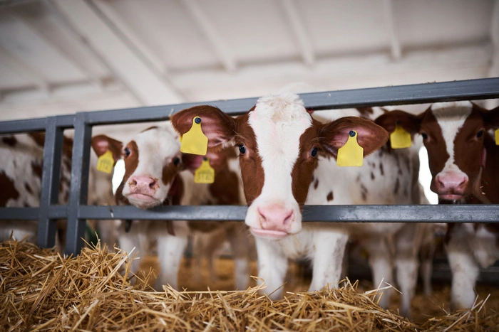 Knapp jedes dritte Kalb, das in Österreich konsumiert wird, wurde in den Niederlanden gemästet und geschlachtet.