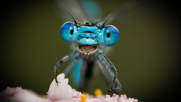 Die Natur zeigt sich beim Comedy Wildlife Photography Award von ihrer besten und vor allem lustigsten Seite, denn diese Fotos zaubern jedem ein Lächeln ins Gesicht.