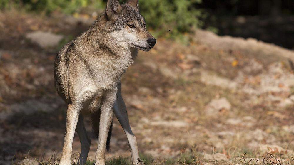 In Kärnten häufen sich Wolfsichtungen