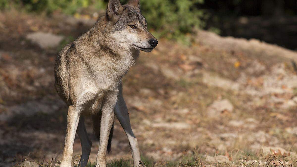 In Kärnten häufen sich Wolfsichtungen