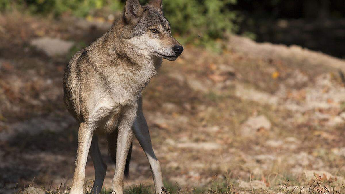 In Kärnten häufen sich die Wolfssichtungen