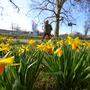Blüten statt Frost dominieren bislang auch den März in Österreich