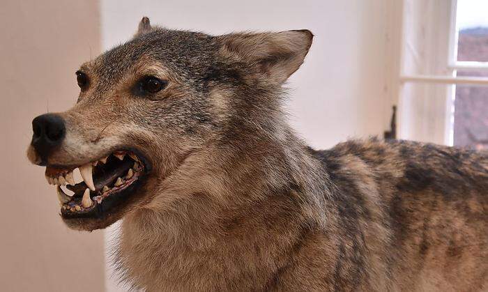 Ausstellung "Der Wolf"