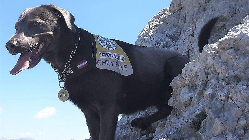 Die sechs Jahre alte Labrador-Hündin Cheyenne hat eine ausgezeichnete Spürnase