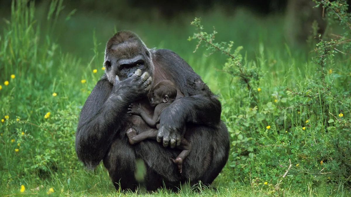 Ein Östlicher- Flachlandgorilla-Weibchen mit Jungem