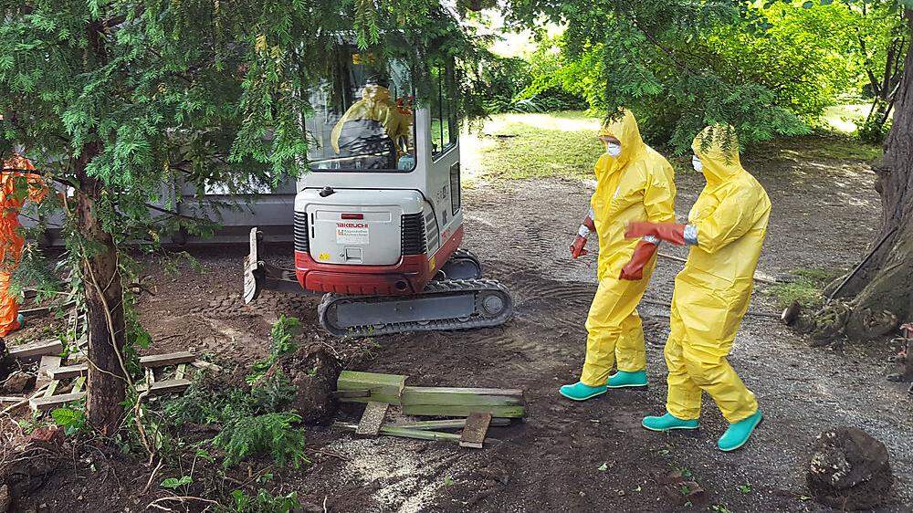 In einer aufwendigen Aktion wurde „Poison Ivy“ im Juni 2016 aus dem Garten einer Grazer Familie entfernt