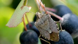 Die Marmorierte Baumwanze ist eine aus Asien eingeschleppte Insektenart, die besonders an Obstfrüchten Schäden verursachen kann
