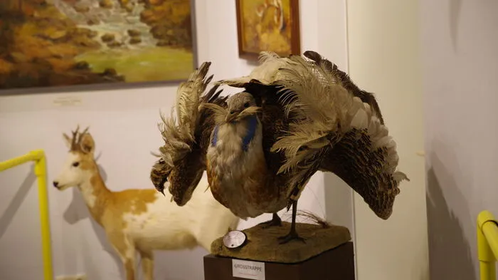 Klicken Sie sich bitte durch die Impressionen aus dem Naturmuseum Neuberg.