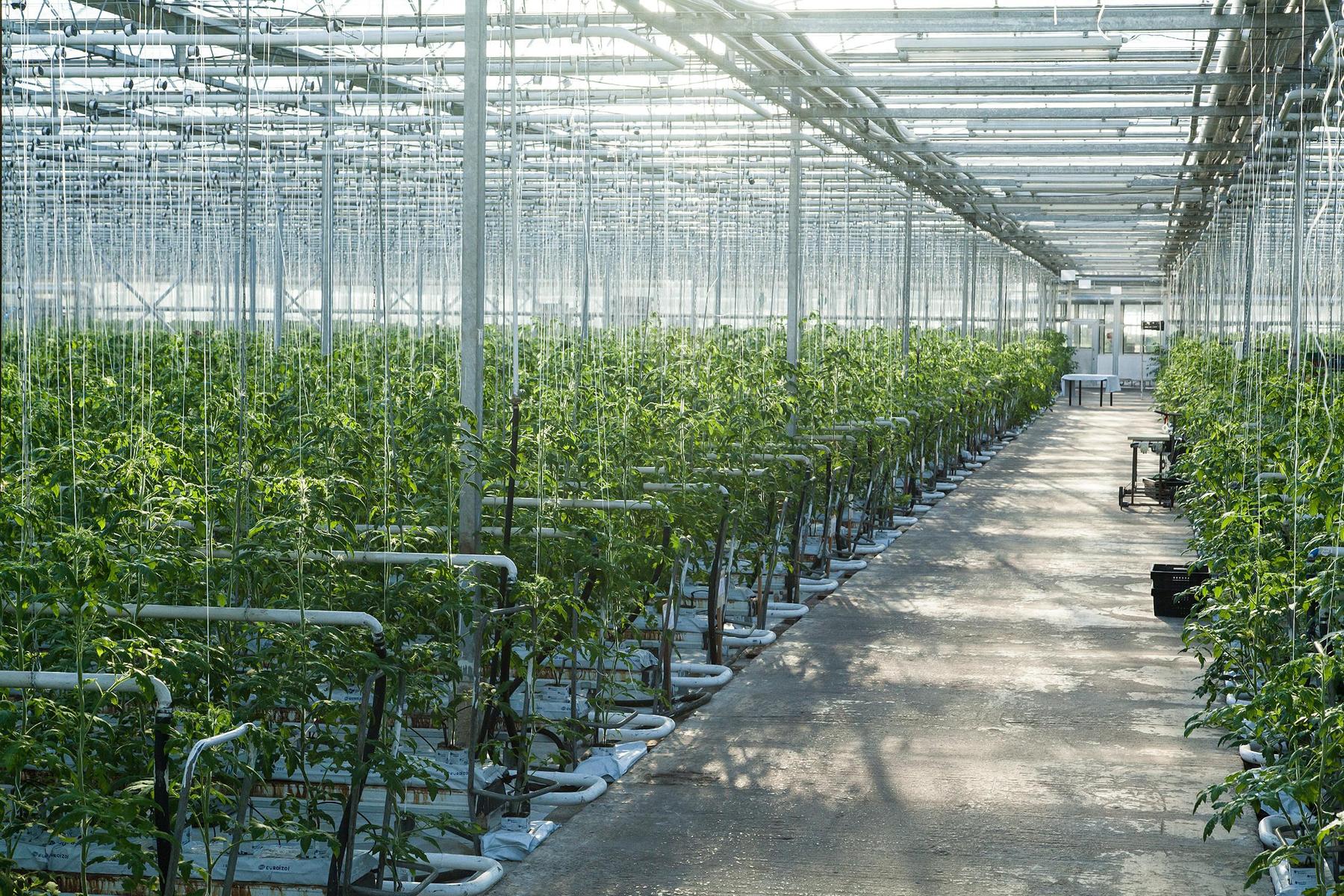 In der Oststeiermark: Immobilien-Riese „Supernova“ will 20-Hektar-Glashaus für Gemüse hochziehen
