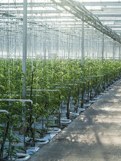 Ein Gewächshaus für die Gemüseproduktion soll in Neudau entstehen (Sujetbild)