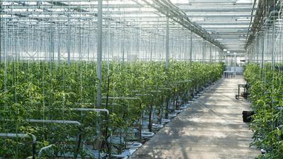 Ein Gewächshaus für die Gemüseproduktion soll in Neudau entstehen (Sujetbild)