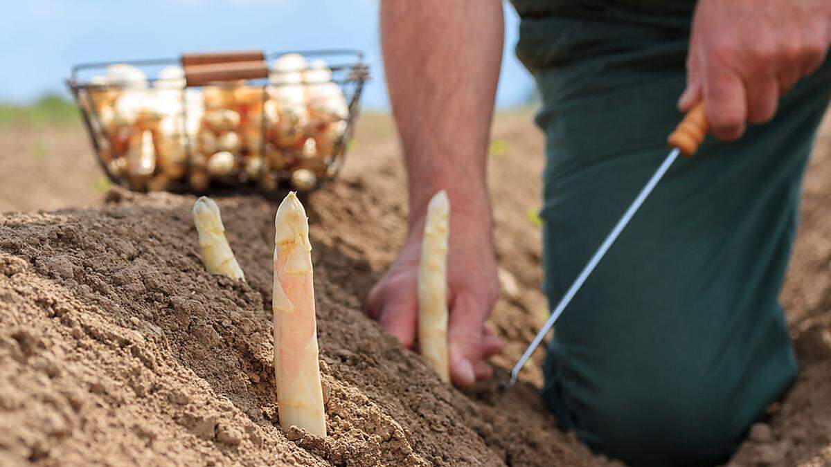 Die Österreichischen Spargelbauern bleiben auf rund einem Drittel ihrer Ernte sitzen