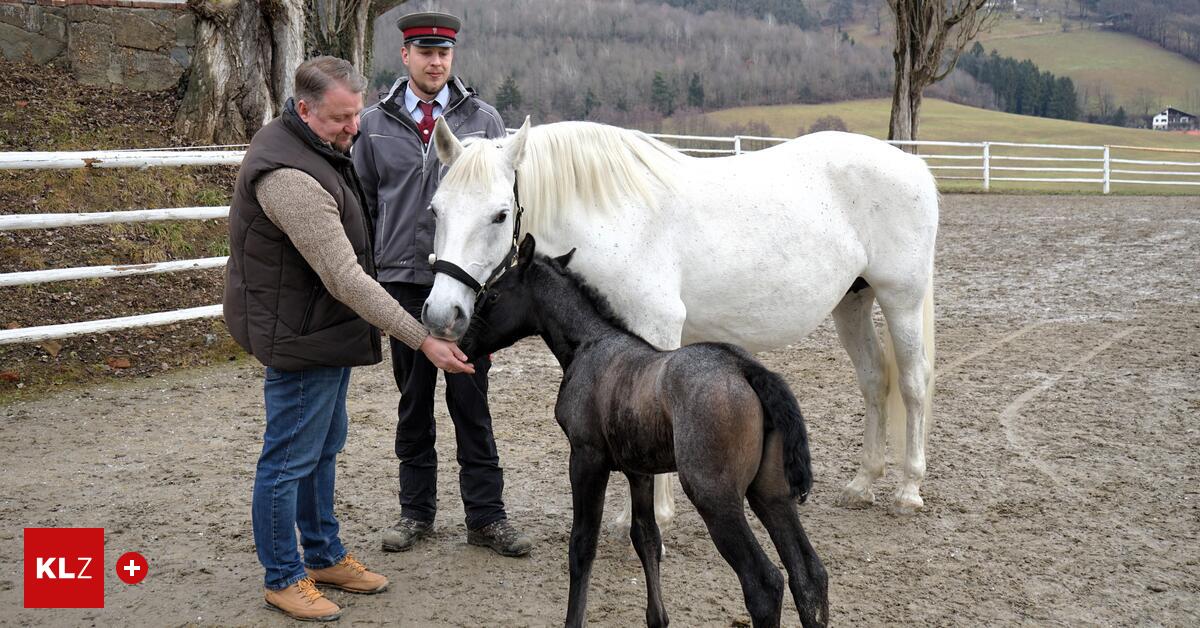 Fohlenzeit-Der-Lipizzaner-Nachwuchs-bringt-Leben-ins-Gest-t-Piber