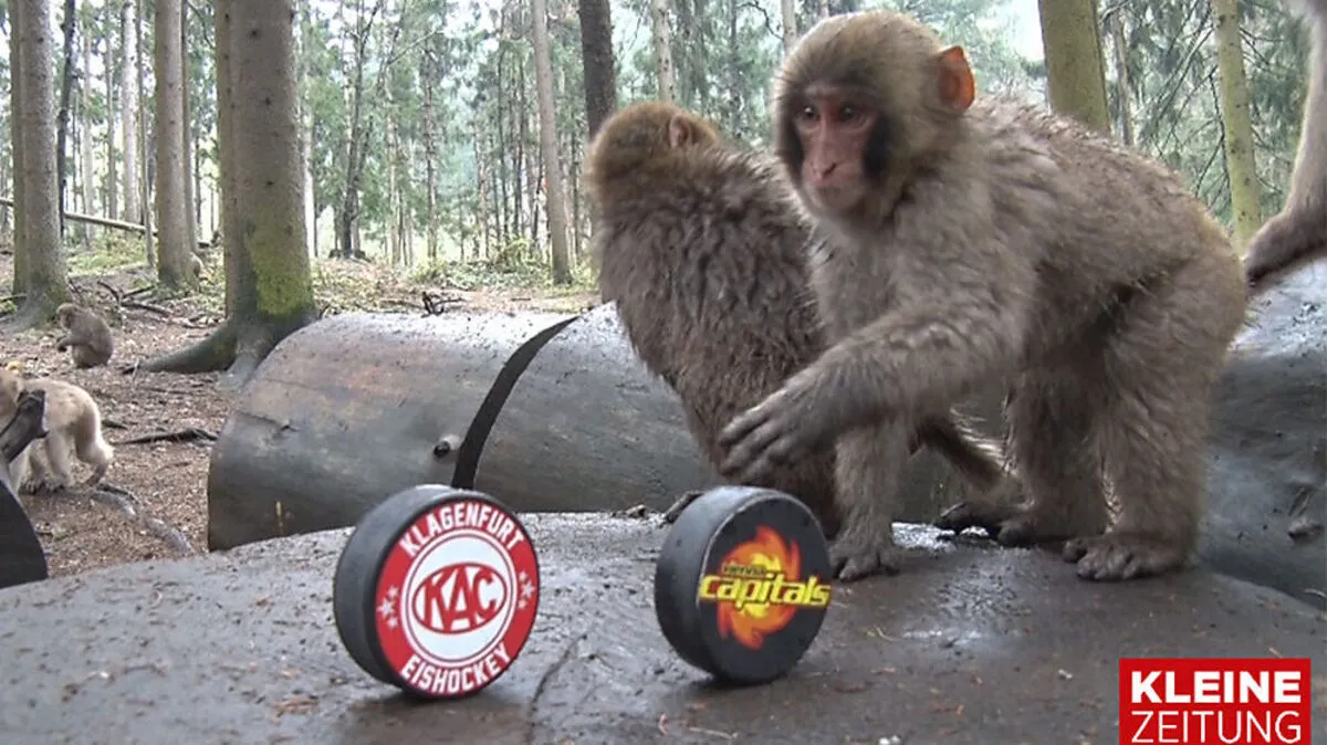 Wer siegt in Spiel drei?