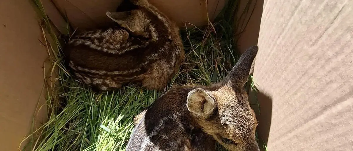 Die beiden Kitze, die in Wörschachwald gerettet werden konnten