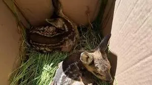 Die beiden Kitze, die in Wörschachwald gerettet werden konnten