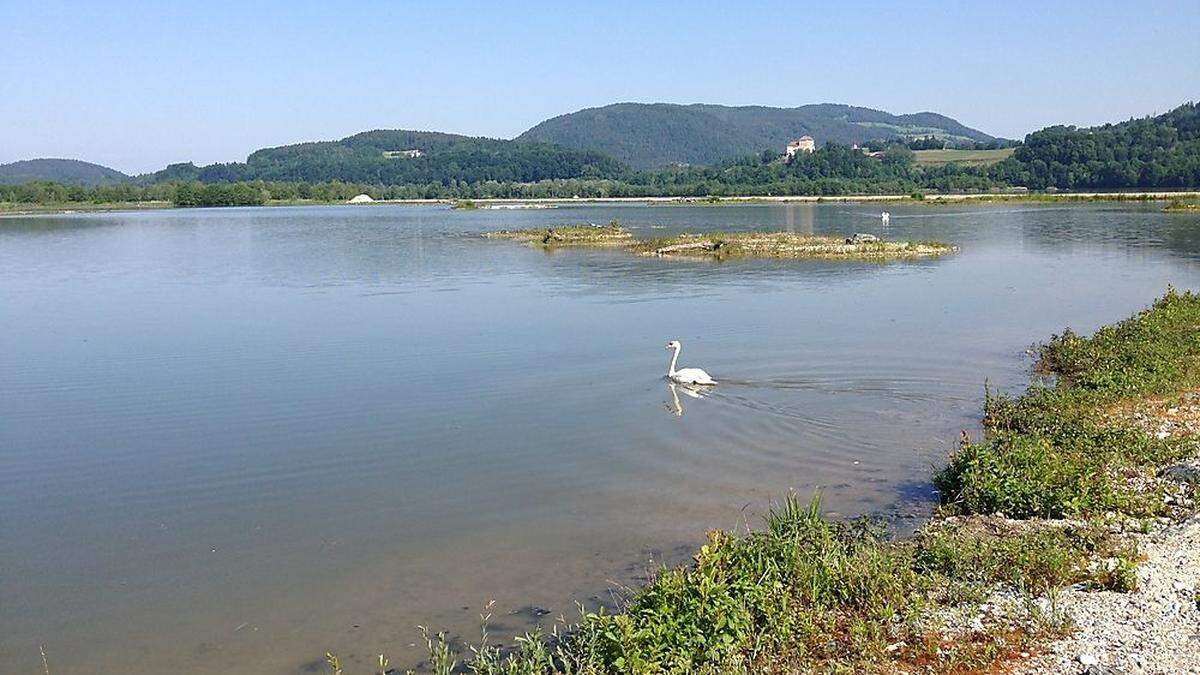 Schwäne, Graugänse und Haubentaucher sind in der Brenndorfer Bucht anzutreffen