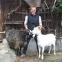 Eduard Penker mit einer weißen Saanenziege und einem schwarzen Krainer Steinschaf