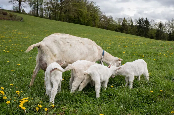 Gleich fünf Zicklein hat Ziegenmama Hannah vor knapp zwei Wochen auf die Welt gebracht.