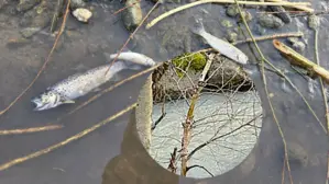 Montage: Tote Fische im Flachwasser; eingetrübter Bach