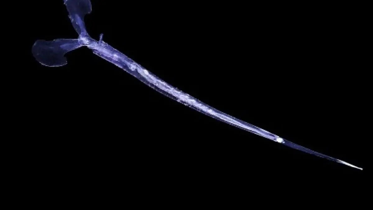 Die Schnecke ist klein, tritt aber im Schwarm auf