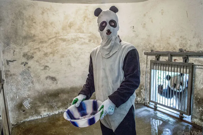 Um den Menschengeruch zu überdecken, besprühenForscher und Wärter ihre Kostüme mit dem Urin und Kotvon Pandas. Diese Verkleidung hilft den Tieren, ihre Wildheit zu bewahren, und verhindert, dass die Tiere sich zu sehr an die Menschen gewöhnen un ihre natürliche Scheu verlieren. Denn das wichtigste Ziel lautet: auswildern, auswildern, auswildern. SCHON GEWUSST? Pandas brüllen nicht wie andere Bären. Sie meckern wie Ziegen, trompeten, fauchen oder bellen, um zu kommunizieren.
