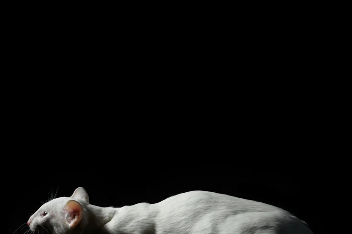 Taiyoukai Mavis Charlottenhof, Siam. Wie lange es gedauert hat, bis alle Bilder im "Kasten" waren? "Tierfotografie ist zeitintensiv. Ich habe mehrere Shooting- Wochenenden in Berlin und Frankfurt amMain verbracht. Tiermodels sind nicht so einfach „planbar“. Und nach dem Fotografieren müssen dann ja noch die Bilder gesichtet und sortiert werden. Alles in allem ist das Buch über einen Zeitraum von einem Jahr entstanden", sagt die Fotografin.